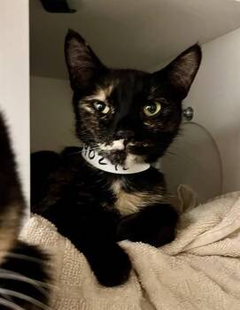 VALERIE -  Domestic Short Hair Cat for Adoption in San Francisco, California - VALERIE | PetCurious