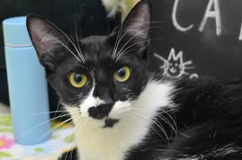 Furby -  Domestic Short Hair Cat for Adoption in Sanford, Florida - Furby | PetCurious