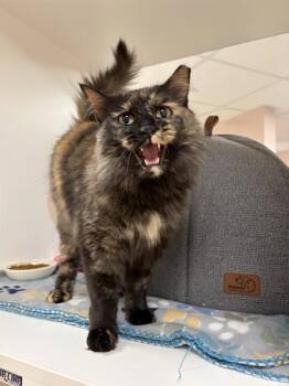 Sorbet -  Domestic Medium Hair Cat for Adoption in Black Eagle, Montana - Sorbet | PetCurious