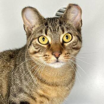 Domestic Short Hair Cats Available for Adoption - Clark Kent | PetCurious