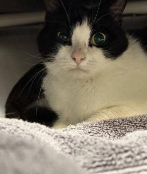 Domestic Short Hair Cats Available for Adoption - Savannah | PetCurious