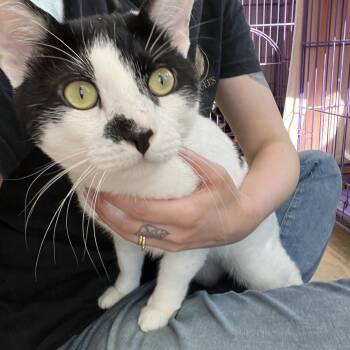 Domestic Short Hair Cats Available for Adoption in Salisbury, Massachusetts - Double Stuf | PetCurious