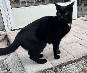 Rescue Domestic Short Hair Cats for Adoption in Marco Island, Florida - Pretty | PetCurious