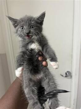 Russian Blue Cats Available for Adoption in Houston, Texas - A655328 | PetCurious