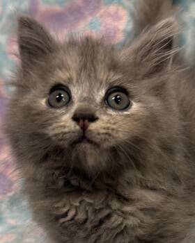 Josie -  Domestic Long Hair Cat for Adoption in Marvin, North Carolina - Josie | PetCurious