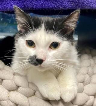 Paddy -  Domestic Short Hair Cat for Adoption in Vaughan, Ontario - Paddy | PetCurious