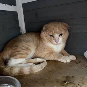 Stewie -  Domestic Short Hair Cat for Adoption in Port Richey, Florida - Stewie | PetCurious