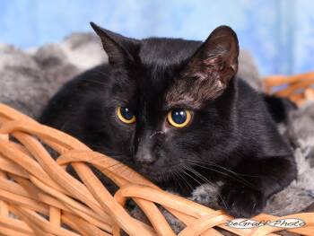Domestic Short Hair Cats Available for Adoption in Pittsboro, North Carolina - Brock | PetCurious