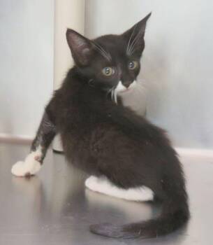 Elliott -  Domestic Short Hair Cat for Adoption in Lexington, Virginia - Elliott | PetCurious