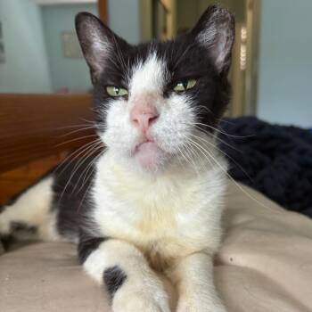 Domestic Short Hair Cats Available for Adoption in Fort Lauderdale, Florida - Valeria | PetCurious