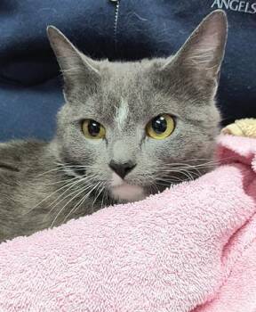Rescue Domestic Short Hair Cats for Adoption in Canfield, Ohio - LINDSAY | PetCurious