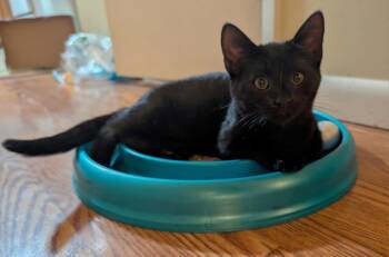 Fonzie -  Domestic Short Hair Cat for Adoption in Fullerton, Pennsylvania - Fonzie | PetCurious