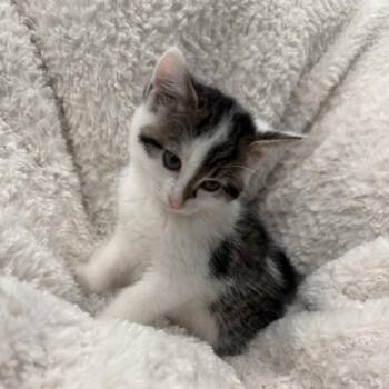 Prince -  Domestic Short Hair Cat for Adoption in Potomac, Maryland - Prince | PetCurious