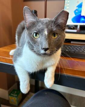 Dresden -  Domestic Short Hair Cat for Adoption in Evanston, Illinois - Dresden | PetCurious