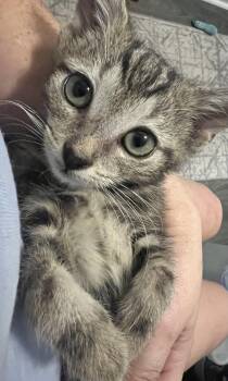 Rescue Domestic Short Hair Cats for Adoption in Berkeley Heights, New Jersey - Andy | PetCurious