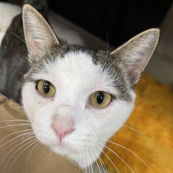 Rescue Domestic Short Hair Cats for Adoption in Philadelphia, Pennsylvania - Eddie | PetCurious