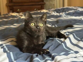 Rescue Domestic Short Hair Cats for Adoption in Ball Ground, Georgia - Alto | PetCurious