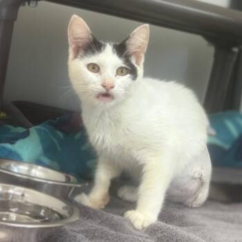Pogo -  Domestic Short Hair Cat for Adoption - Pogo | PetCurious