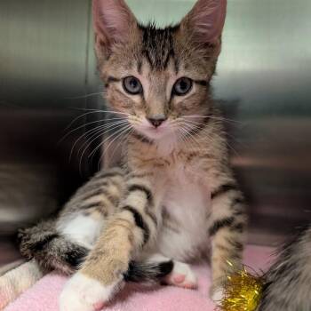 Party Poison -  Domestic Short Hair Cat for Adoption in Titusville, Florida - Party Poison | PetCurious