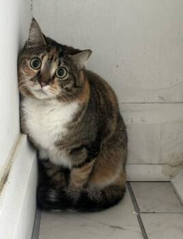 Kiwi -  Domestic Short Hair Cat for Adoption in Ona, West Virginia - Kiwi | PetCurious