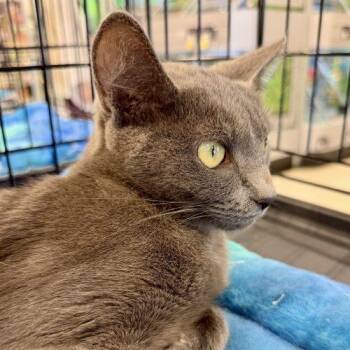 Sage -  Russian Blue and Domestic Short Hair Cat for Adoption in Knoxville, Tennessee - Sage | PetCurious