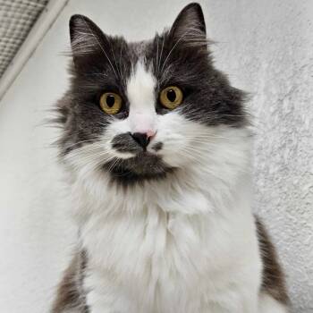 Rescue Domestic Long Hair Cats for Adoption in Bonsall, California - Pandora 4622 | PetCurious