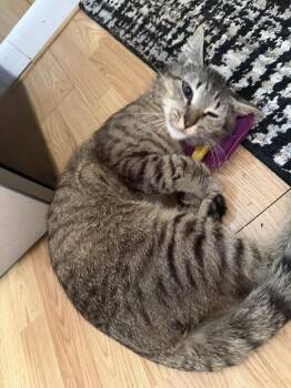 Repo -  Domestic Short Hair Cat for Adoption in Telford, Pennsylvania - Repo | PetCurious