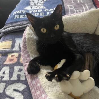Licorice -  Domestic Short Hair Cat Available for Adoption in South Miami, Florida - Licorice | PetCurious