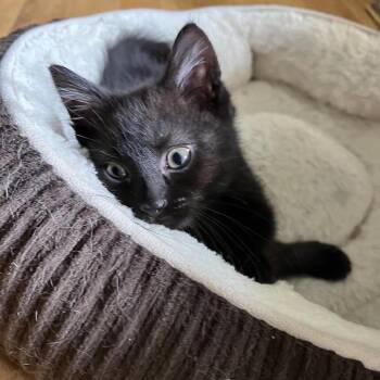 Roscoe -  Domestic Short Hair Cat for Adoption in Madison, Wisconsin - Roscoe | PetCurious
