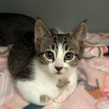 Domestic Short Hair Cats Available for Adoption - Apple | PetCurious