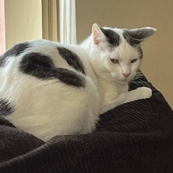 Domestic Short Hair Cats Available for Adoption in Salt Lake City, Utah - Piper | PetCurious