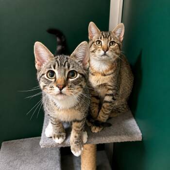 Ahoi -  Domestic Short Hair Cat for Adoption in Thayne, Wyoming - Ahoi | PetCurious