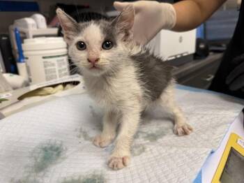 VALERIA -  Domestic Medium Hair Cat for Adoption in Ontario, California - VALERIA | PetCurious