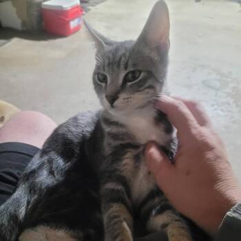 Beckett C12942 -  Domestic Medium Hair Cat for Adoption - Beckett C12942 | PetCurious
