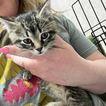 Dale -  Domestic Short Hair Cat for Adoption in Ephrata, Pennsylvania - Dale | PetCurious