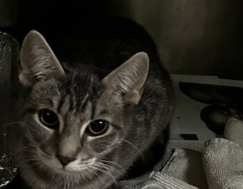 Rescue Domestic Short Hair Cats for Adoption in Spartanburg, South Carolina - Stiney | PetCurious