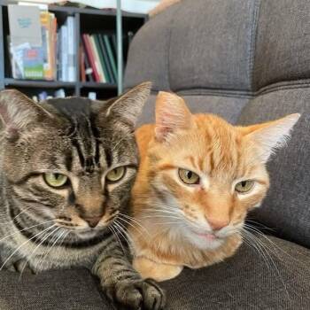 Tommy & Monty (bonded foster brothers) -  Domestic Short Hair Cat for Adoption in Gladstone, Oregon - Tommy & Monty (bonded Foster Brothers) | PetCurious