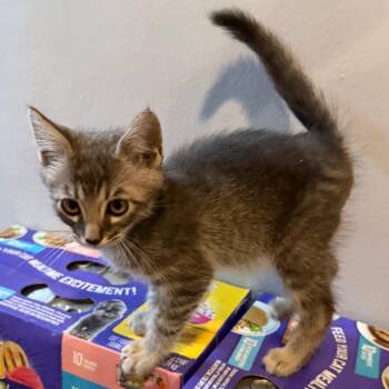 Nathan -  Domestic Short Hair Cat Available for Adoption in Santa Susana, California - Nathan | PetCurious