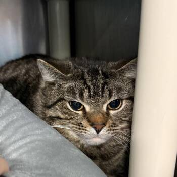 Domestic Medium Hair Cats Available for Adoption - Rowan | PetCurious