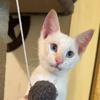 Rescue Siamese Cats for Adoption in Houston, Texas - Polar | PetCurious