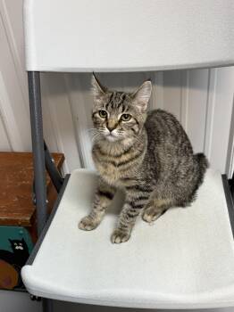 Evie -  American Shorthair Cat for Adoption in Big Rapids, Michigan - Evie | PetCurious
