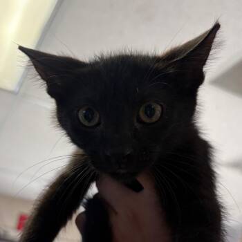 Boo -  Domestic Short Hair Cat for Adoption in Goleta, California - Boo | PetCurious