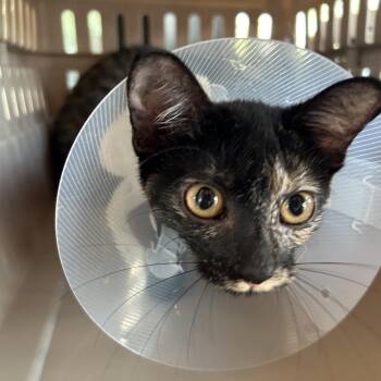 Marilyn Munster (LKF 10) -  Domestic Short Hair Cat for Adoption in Leander, Texas - Marilyn Munster (LKF 10) | PetCurious
