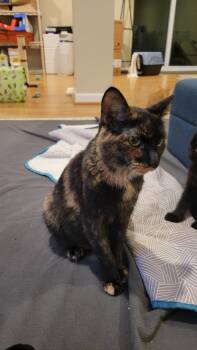 Rescue Domestic Short Hair Cats for Adoption in Ellicott City, Maryland - Julie | PetCurious