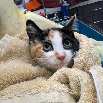 Tahani -  Domestic Short Hair Cat for Adoption in Oak Park, Illinois - Tahani | PetCurious