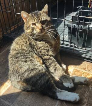 Domestic Short Hair Cats Available for Adoption in Fredericton, New Brunswick - Tom | PetCurious