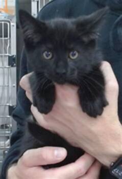 NEBULA -  Domestic Short Hair Cat for Adoption in Salinas, California - NEBULA | PetCurious