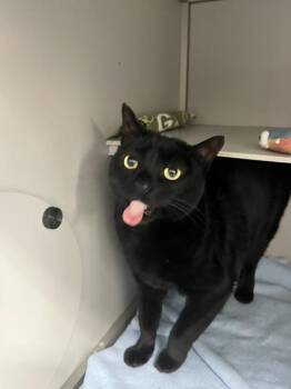 Boo Kitty -  Domestic Short Hair Cat for Adoption in Dayton, Minnesota - Boo Kitty | PetCurious