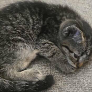 Rescue Domestic Short Hair Cats for Adoption in Rochester, Minnesota - Wilkins Tabby Kitten 3 | PetCurious