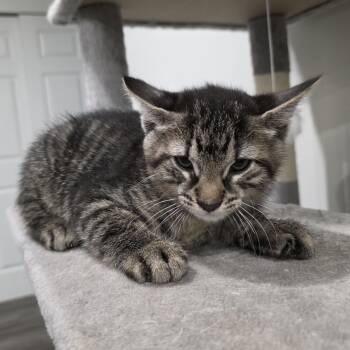 Sirius -  Domestic Short Hair and Tabby Cat for Adoption in Mastic, New York - Sirius | PetCurious